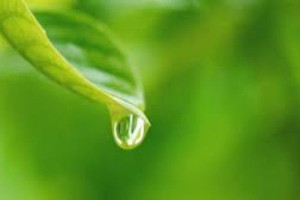 இலை விழும் துளியொன்று