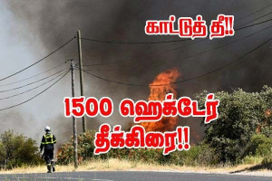 காட்டுத்தீ : 1,350 ஹெக்டேர்கள் எரிந்தது - தொடர்ந்து பரவும் தீ!