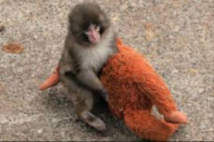  ஜப்பானில் பொம்மையைத் தாயாகக் கருதிய குரங்குக்குட்டி