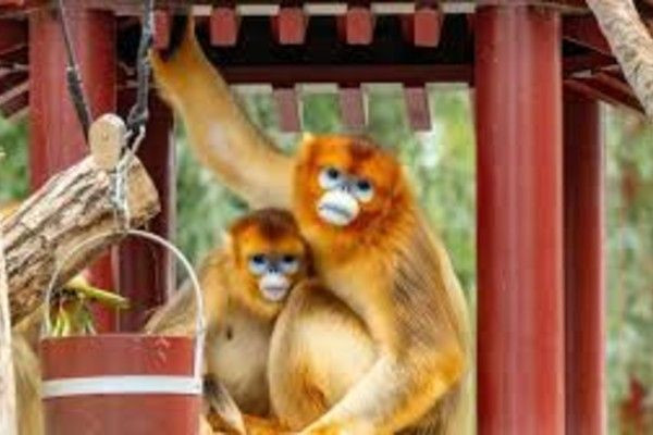 சீனாவில் அரியவகை புதிய தங்க நிறக் குரங்குக் குட்டிகள்