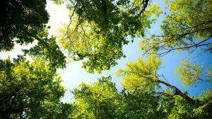 Phytoki - 2025 : “காடுகளை மீட்டெடுப்போம்  - காடுகளை பாதுகாத்து, உயிர்களை காப்போம்!"   
