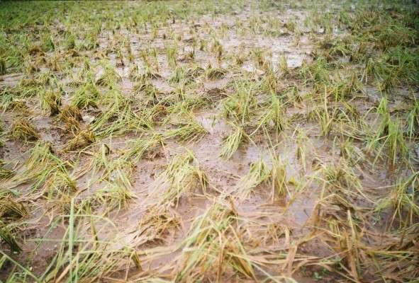 இரண்டு நாள் மழையால் 20 லட்சம் டன்! நெல் வீண்: விவசாயிகள் அவதி