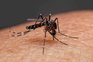 இலங்கையில் டெங்கு மற்றும் சிக்குன்குன்யாவின் பரவல் தீவிரம்