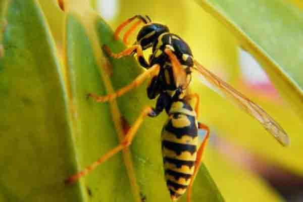 யாழில் பெண்ணின் உயிரை பறித்த குளவி